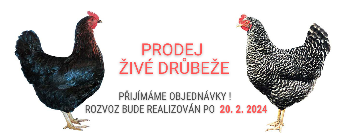 drubez-02-2024